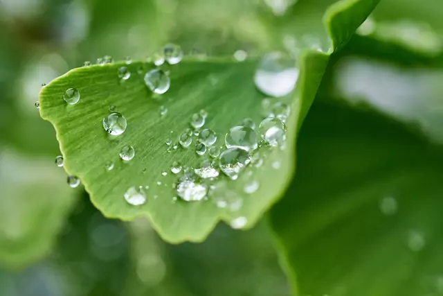 Pflanzliche Mittel gegen Erektionsstörungen: Ginkgo