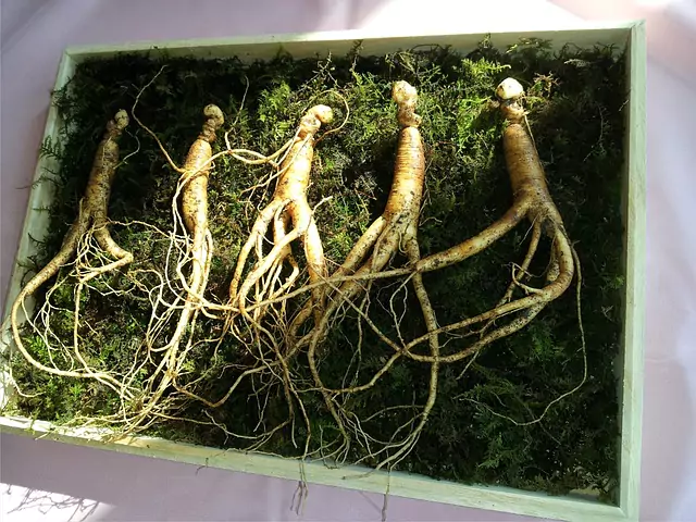 Ginseng als natürliches Mittel bei Potenzproblemen